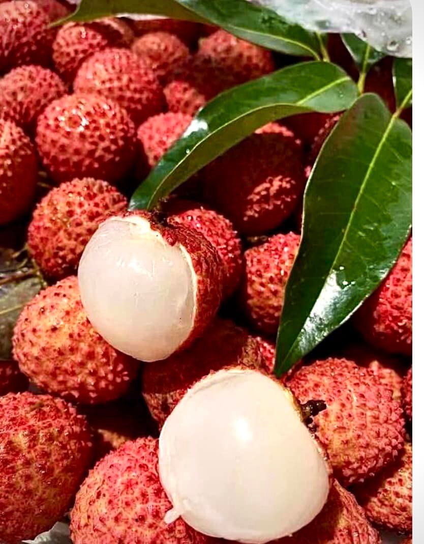 FRESH LYCHEE ( COMING SOON 6月16日 )