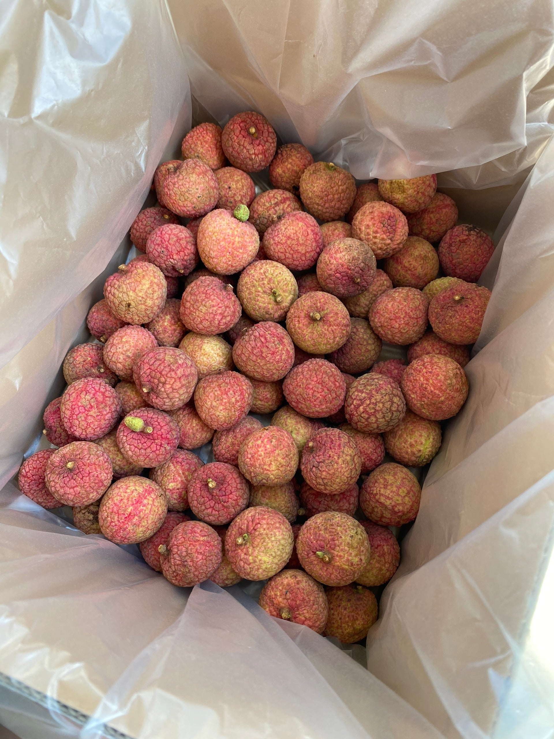 FRESH LYCHEE ( COMING SOON 6月16日 )