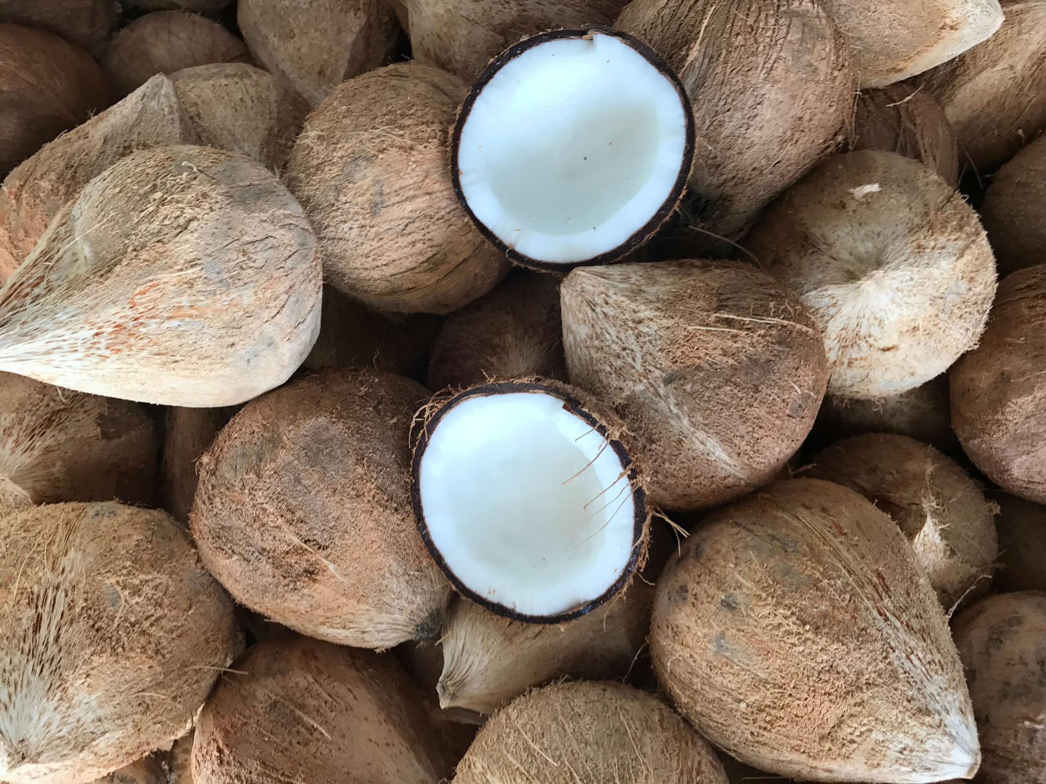 Dry Coconut